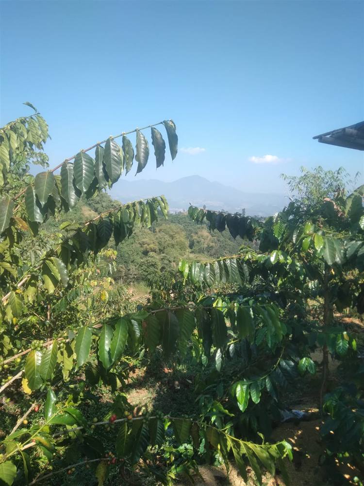 Cultivated coffee production in West Java