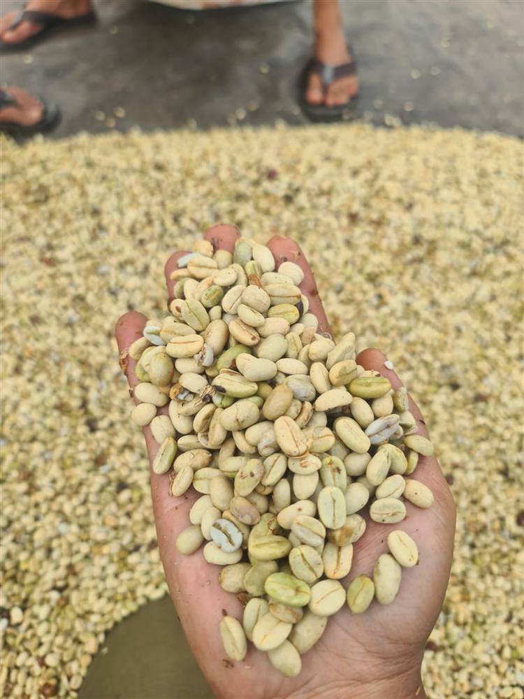 Prepared coffee production in West Java
